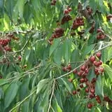 Wells Orchards photo
