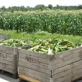 Wells Orchards photo