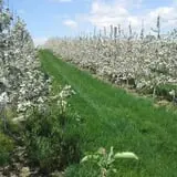 Wells Orchards photo
