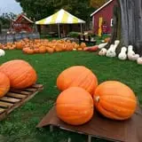 Wells Orchards photo