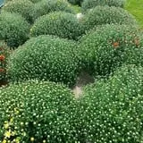 Wells Orchards photo