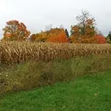 Wells Orchards photo