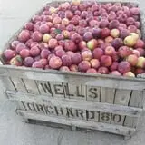 Wells Orchards photo