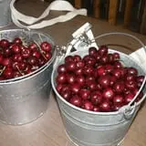Wells Orchards photo