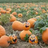 Wells Orchards photo