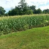 Wells Orchards photo