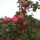 Wells Orchards photo