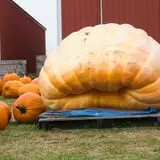 Wells Orchards photo