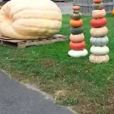 Wells Orchards photo