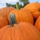 Wells Orchards photo