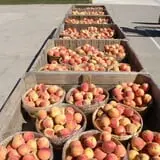 Wells Orchards photo