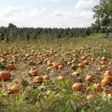 Wells Orchards photo