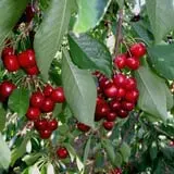 Wells Orchards photo