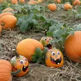 Wells Orchards photo