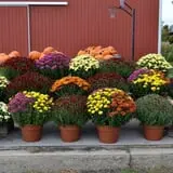 Wells Orchards photo