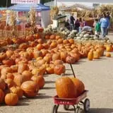 Rocky Mountain Pumpkin Ranch photo