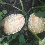 Dot Family Farms photo