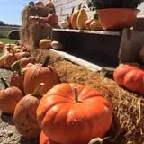 Dot Family Farms photo