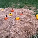 Dot Family Farms photo