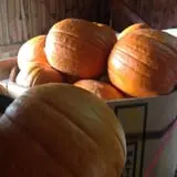 Moses Farm photo