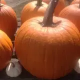 Moses Farm photo