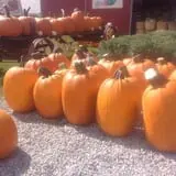 Moses Farm photo