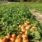 Moses Farm photo