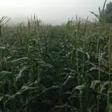 Moses Farm photo