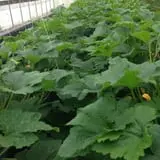 Moses Farm photo