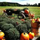 Moses Farm photo
