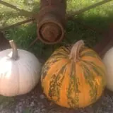 Moses Farm photo