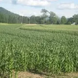 Moses Farm photo