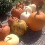 Moses Farm photo