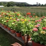 Moses Farm photo