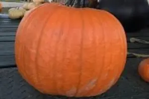 Windy Acres Farm