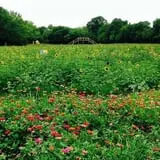 Pumpkin Patch at Copper Creek photo