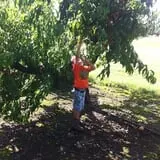 Livesay Orchards photo