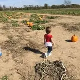 Livesay Orchards photo