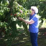 Livesay Orchards photo