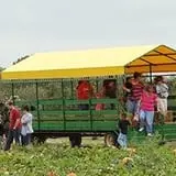Livesay Orchards photo