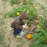 Livesay Orchards photo