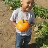 Livesay Orchards photo