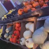 Berry Fruit Farm photo