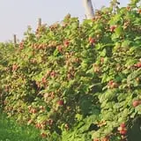 Berry Fruit Farm photo