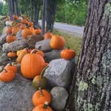 Berry Fruit Farm photo