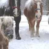 Bunker Park Stables photo