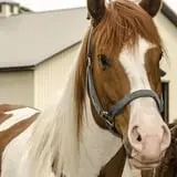 Bunker Park Stables photo