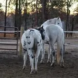Bunker Park Stables photo