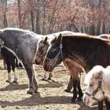 Bunker Park Stables photo