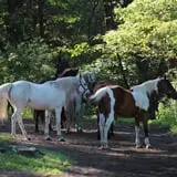 Bunker Park Stables photo